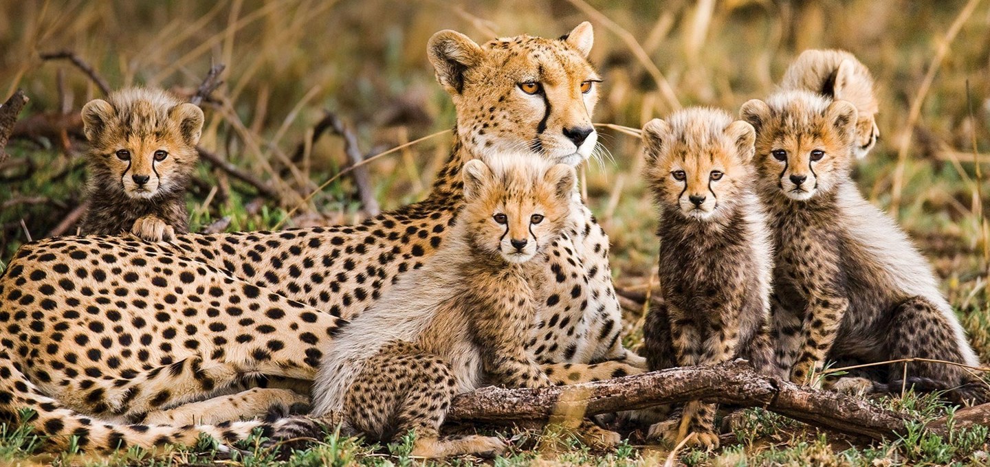 Cheetah-Family-LWT