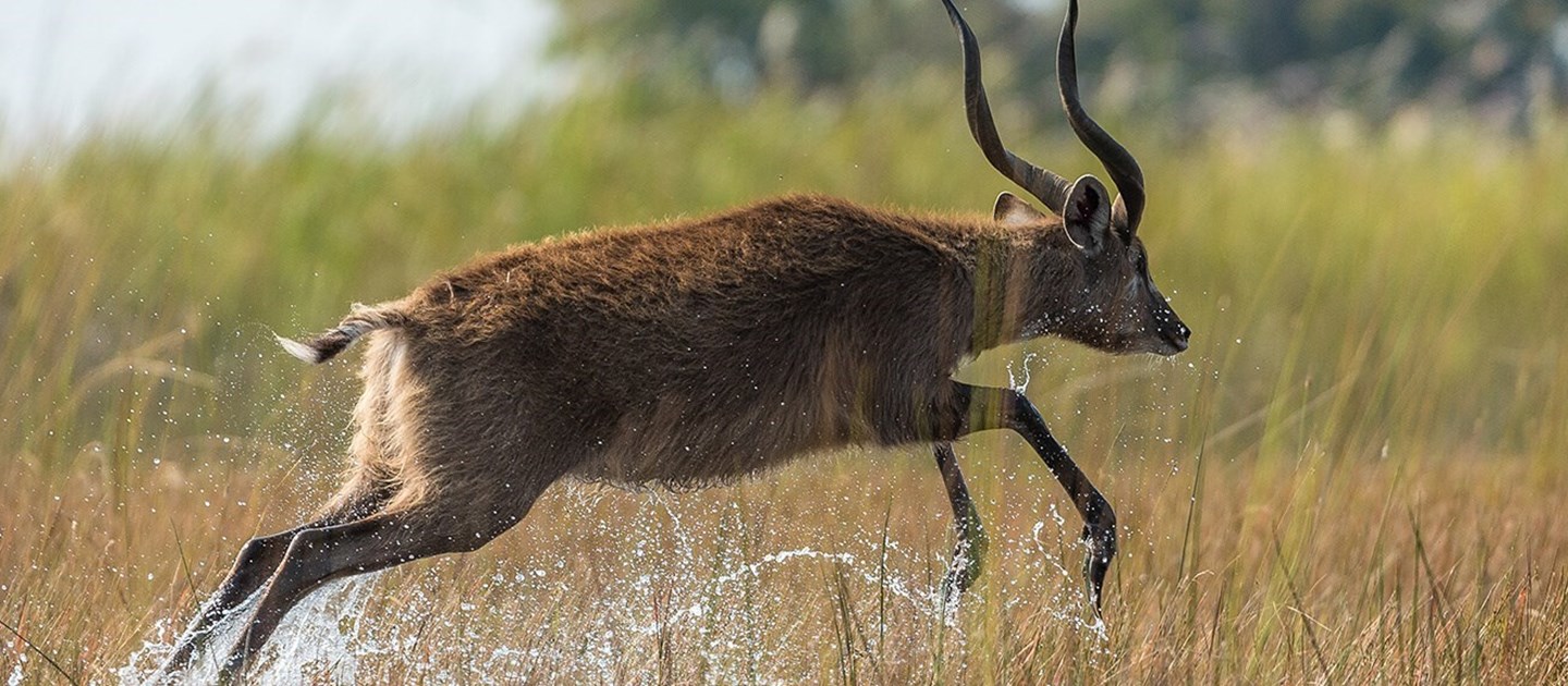 Africa Gazelle